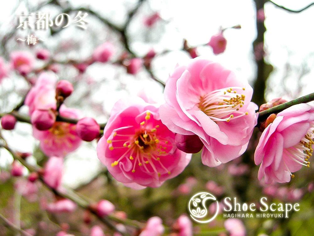 Shoe Scape　トップページ　京都の季節